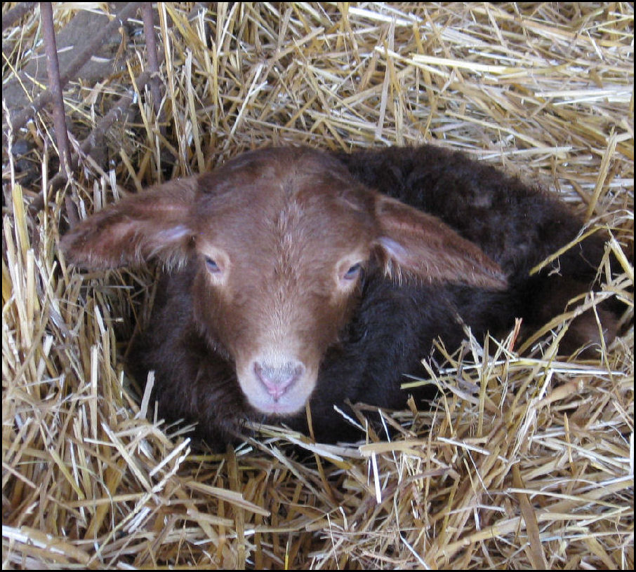 Newborn Lamb