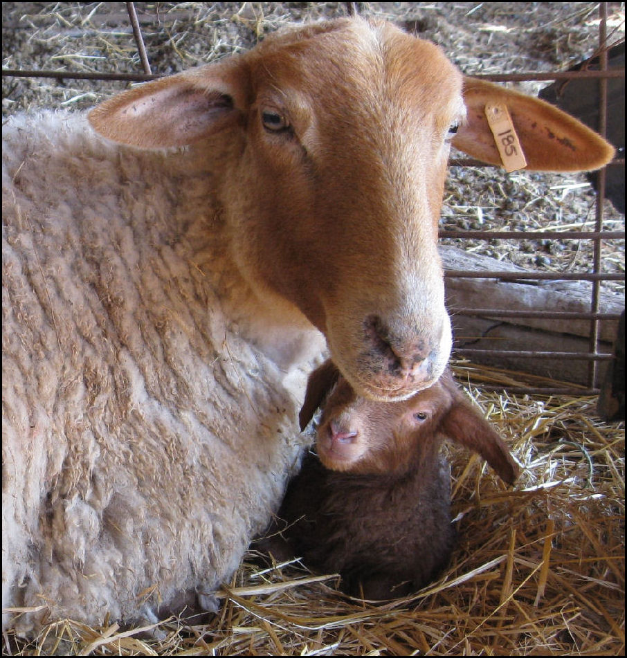 Newborn Lamb