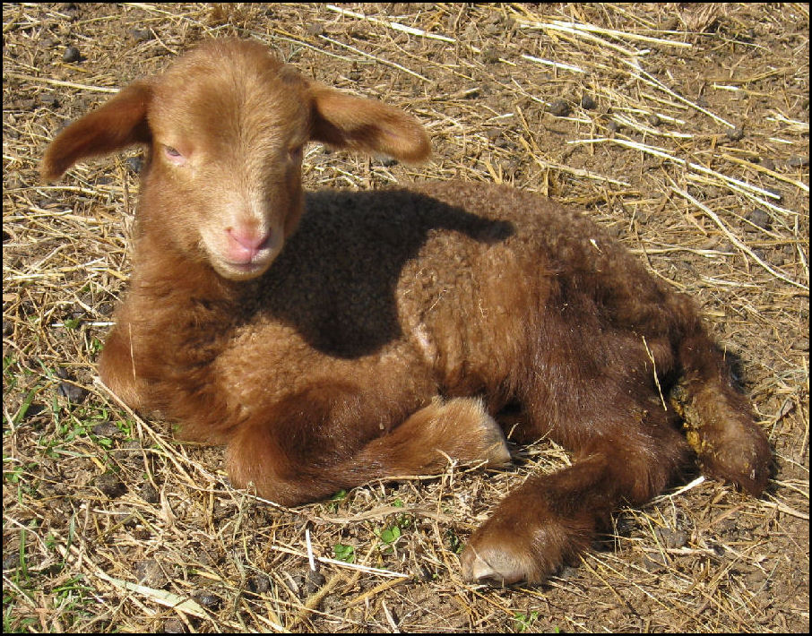 Newborn Lamb