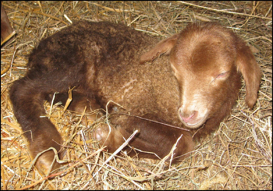 Newborn Lamb