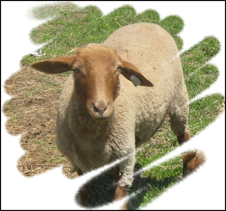 Red_Ewe