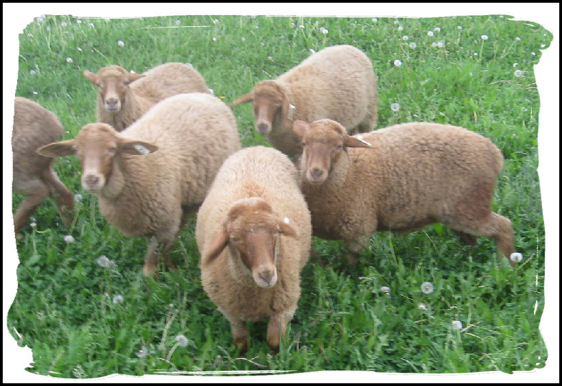 Red Lambs